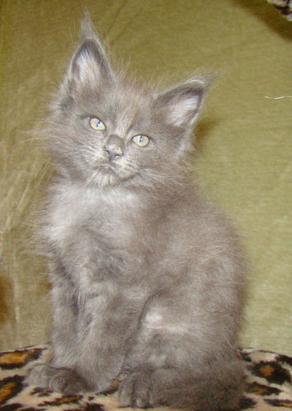 ���� ��� ������� ��������� Catsvill County!  ���� ����! ������ ������ ���� ���! ���� ��� ������ ������ � ����� ����!!! �������� ���� ����� Catsvill County +7-926-544-74-09  ���� ��� �������� ������. ���� ��� ������, ���� ��� �������, ���� ��� ������,  ���� ��� ����, ���� ��� ��������, ���� ����,  ������ ������ ���� ���,  ������ ����-����, ����� ������� ������ �����, ����� ����� ������!